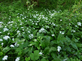 Achillea millefolium